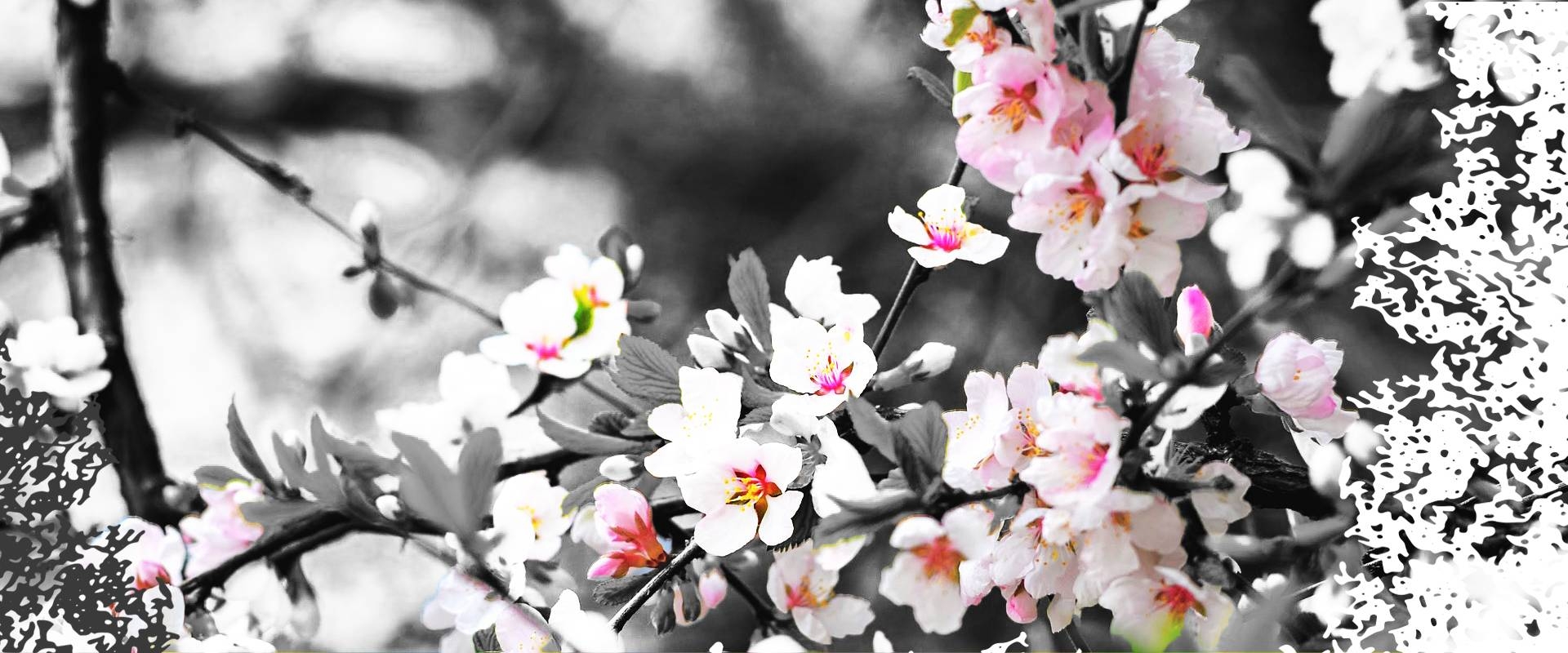 Cerisier en fleur - Budo Club Chartrain